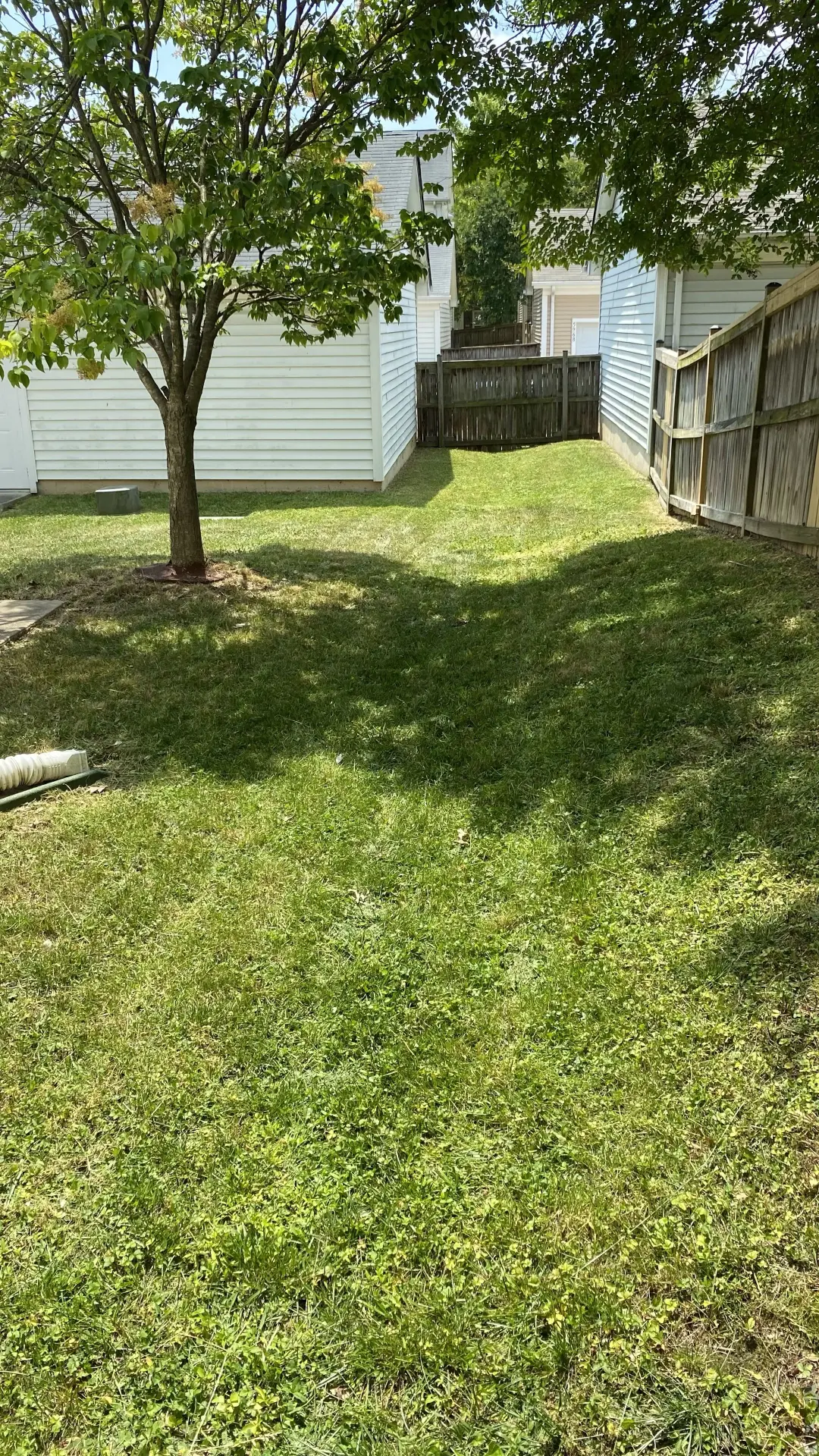 Backyard mowed evenly around a tree and fence line